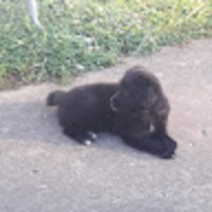 Meet your Posher, Goni